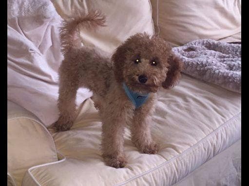 Two dark red boy Miniature Poodle puppies availalbe! breeder image 7