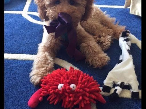 Two dark red boy Miniature Poodle puppies availalbe! breeder image 8
