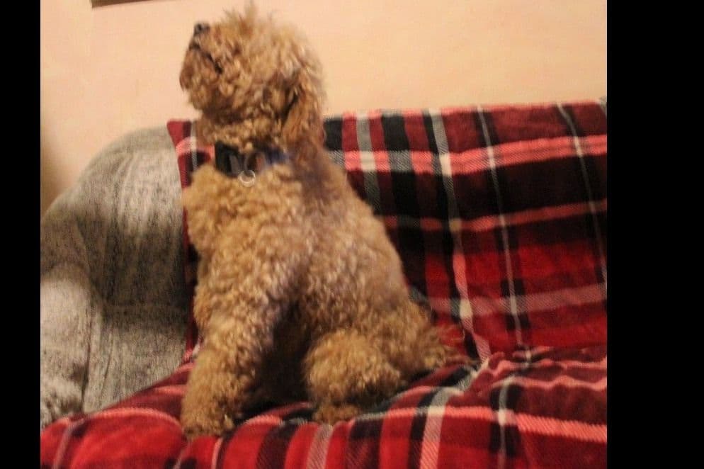 Two dark red boy Miniature Poodle puppies availalbe! breeder image 10