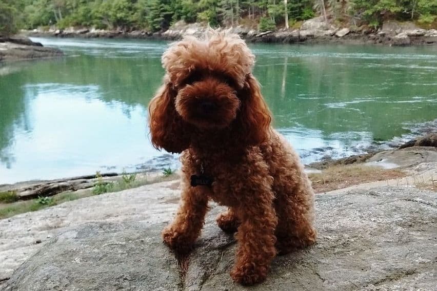 Two dark red boy Miniature Poodle puppies availalbe! breeder image 11