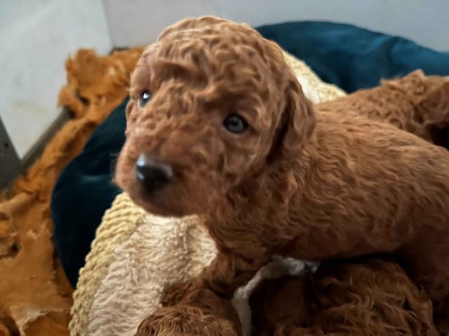 Two dark red boy Miniature Poodle puppies availalbe! media 2