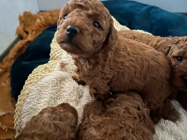 Two dark red boy Miniature Poodle puppies availalbe! media 3