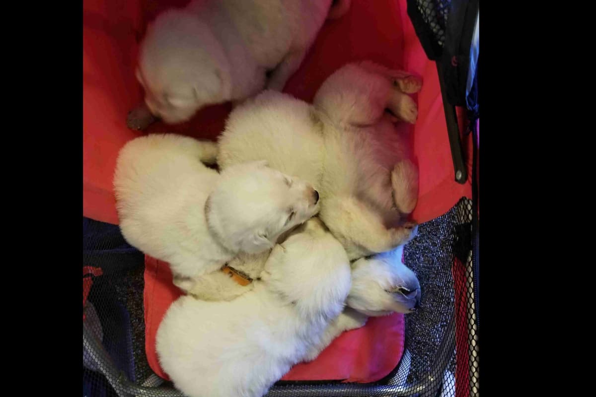 Great Pyrenees Puppies breeder image 2