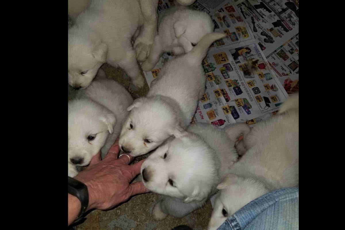 Great Pyrenees Puppies breeder image 3