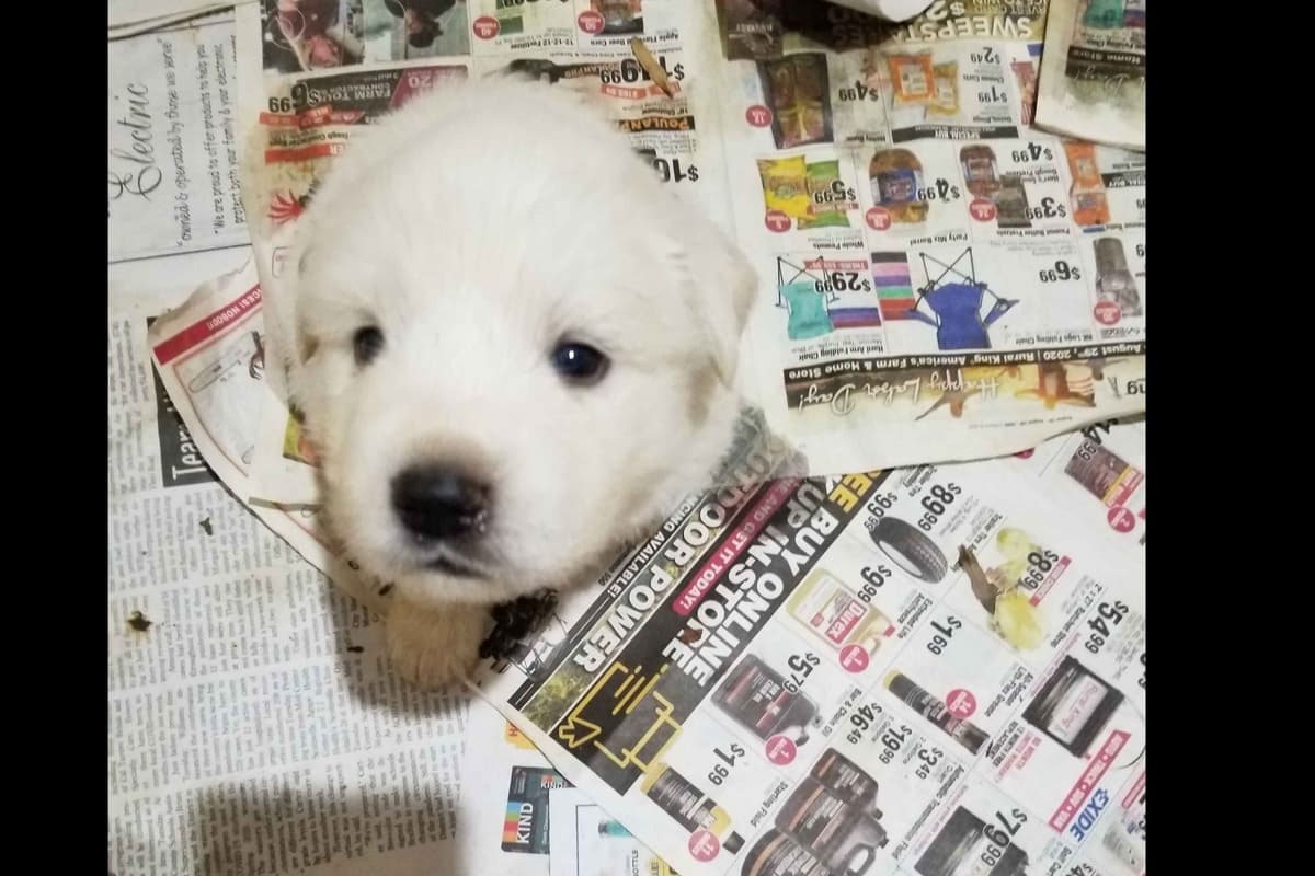 Great Pyrenees Puppies breeder image 7