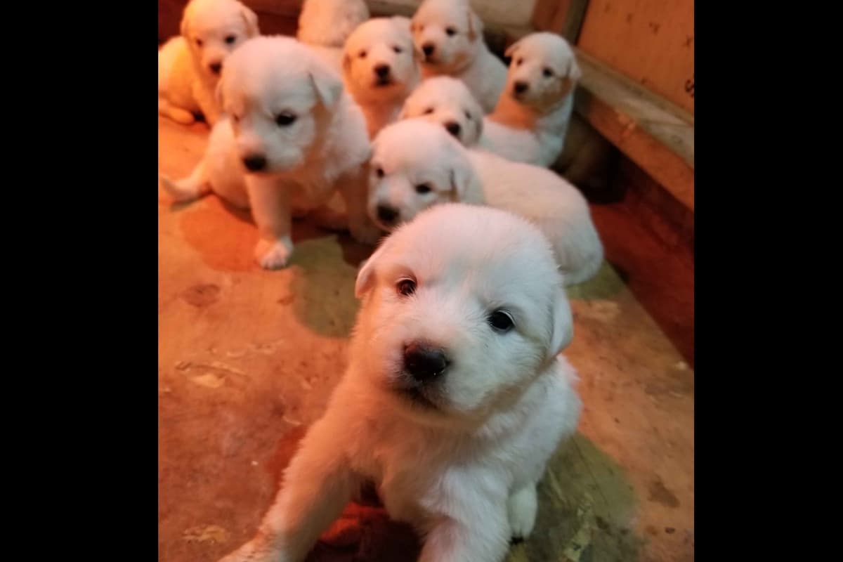 Great Pyrenees Puppies breeder image 8