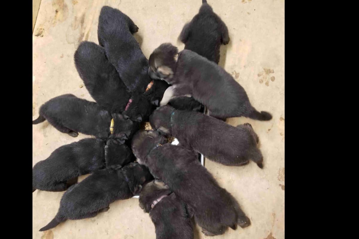 Great Pyrenees Puppies breeder image 10