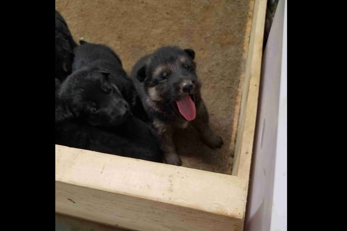 Great Pyrenees Puppies breeder image 12