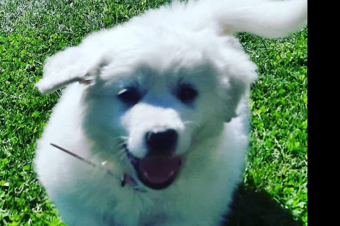 Great Pyrenees Puppies breeder image 15