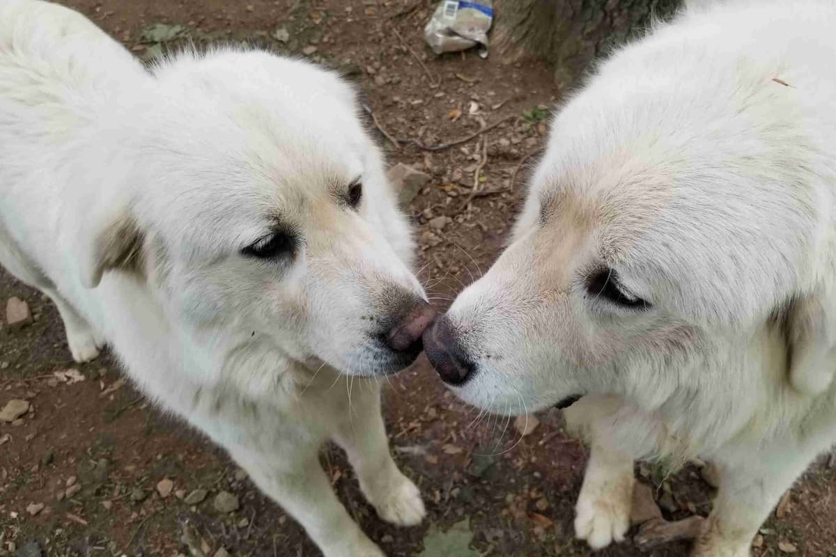 Great Pyrenees Puppies breeder image 20