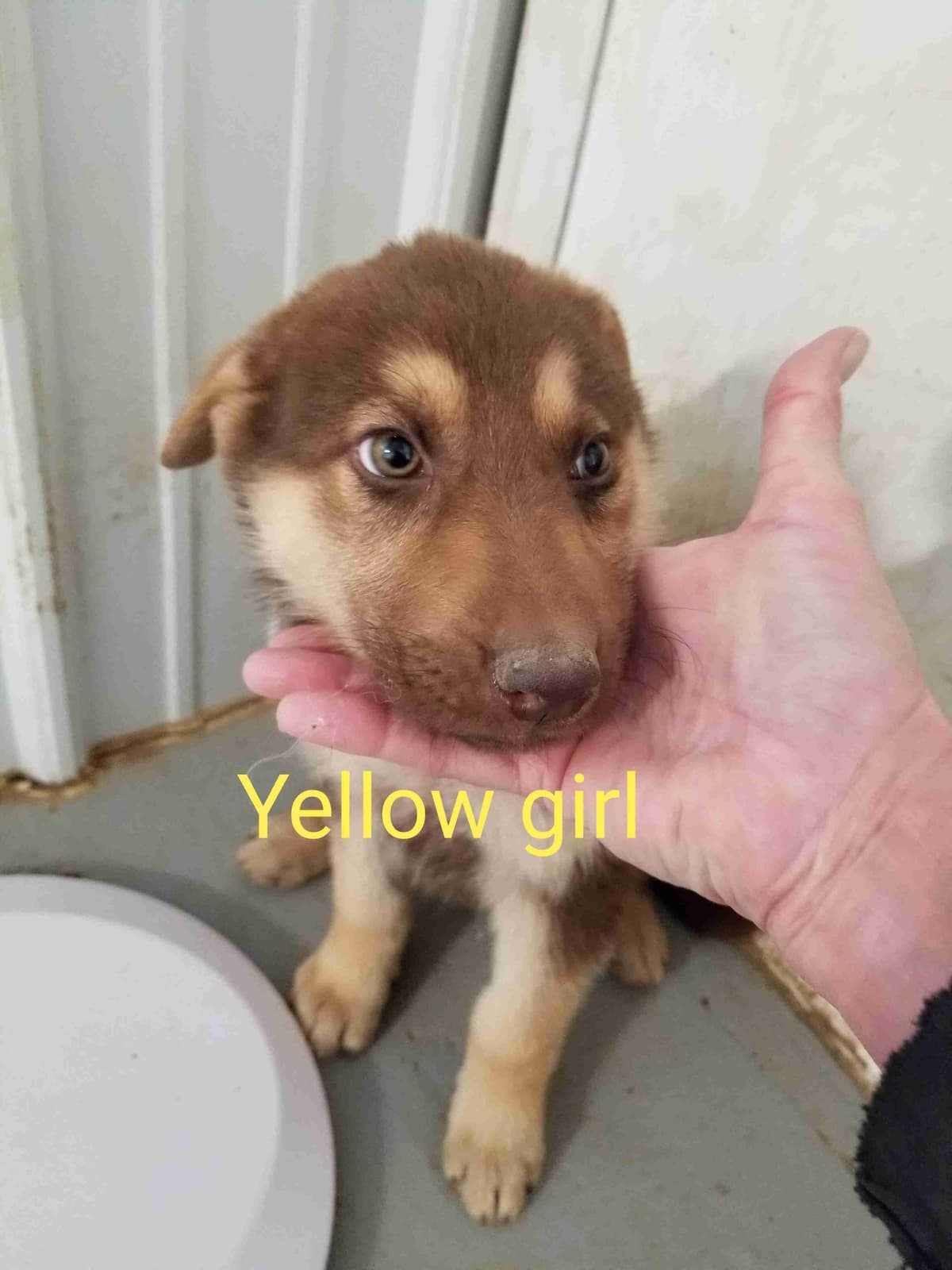 Great Pyrenees Puppies breeder image 21
