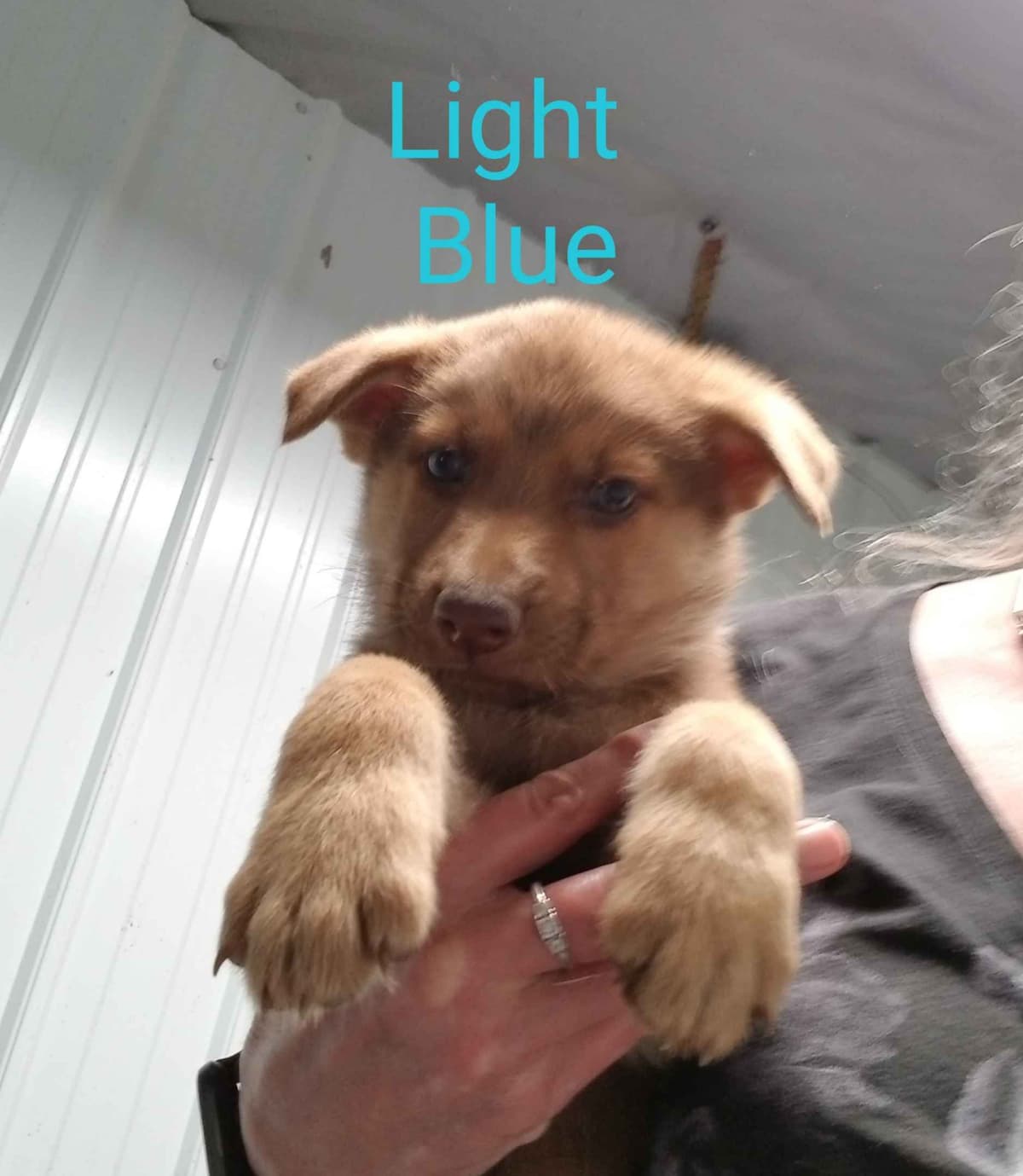 Great Pyrenees Puppies breeder image 22