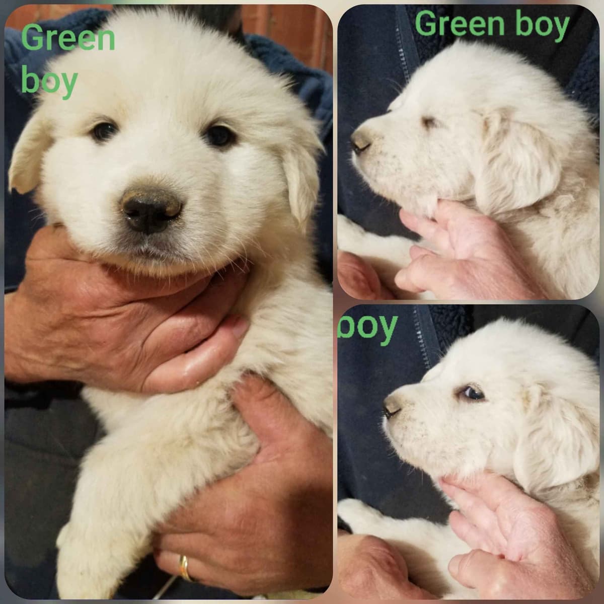 Great Pyrenees Puppies breeder image 25