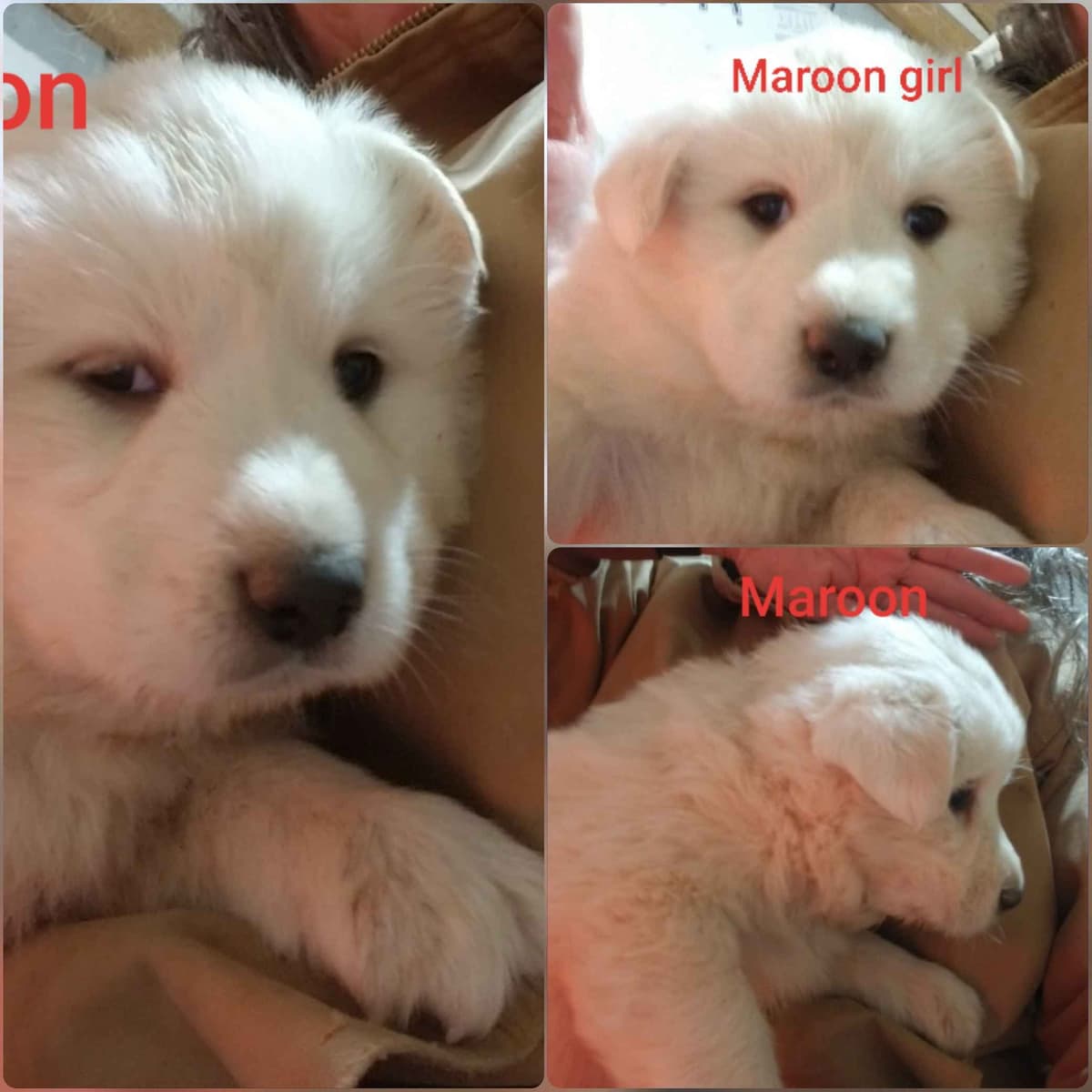 Great Pyrenees Puppies breeder image 26