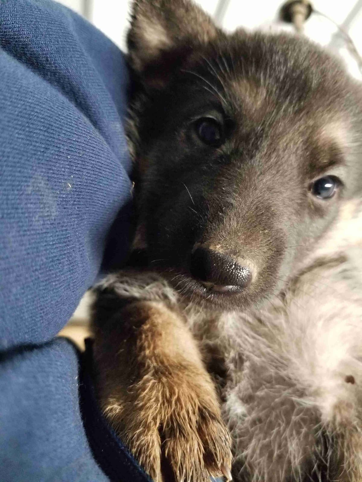 Great Pyrenees Puppies breeder image 27