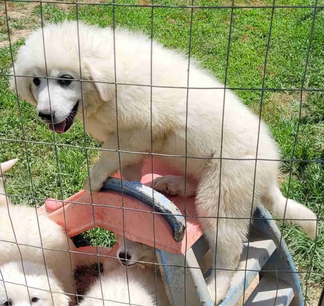 Great Pyrenees Puppies media 2