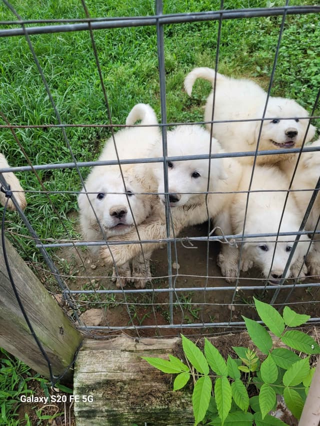 Great Pyrenees Puppies media 2