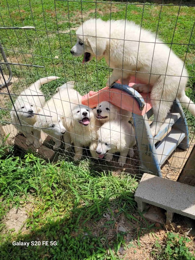 Great Pyrenees Puppies media 3
