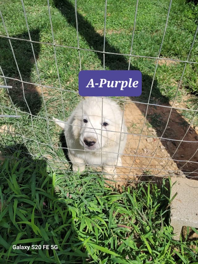 Great Pyrenees Puppies media 4