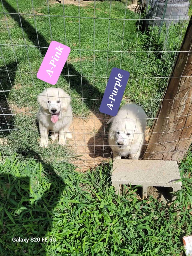 Great Pyrenees Puppies media 5
