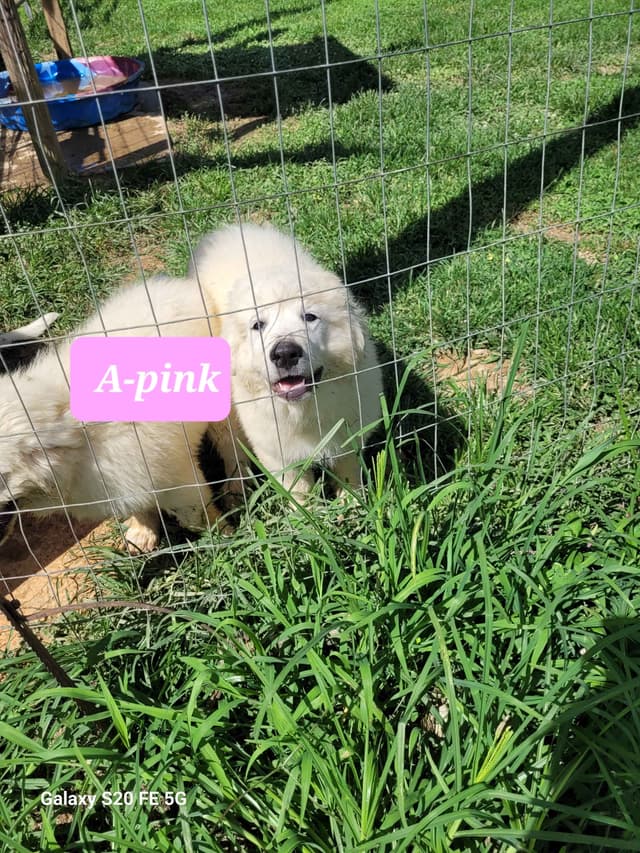 Great Pyrenees Puppies media 6