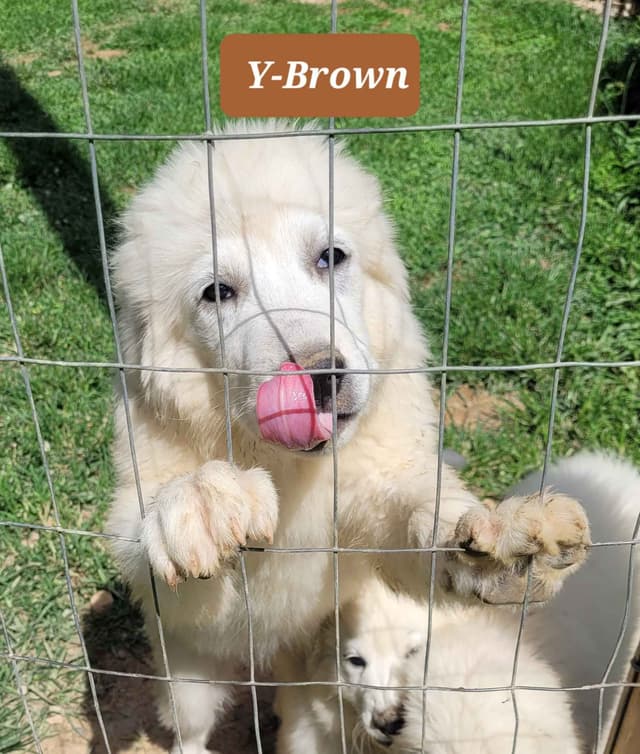 Great Pyrenees Puppies media 3