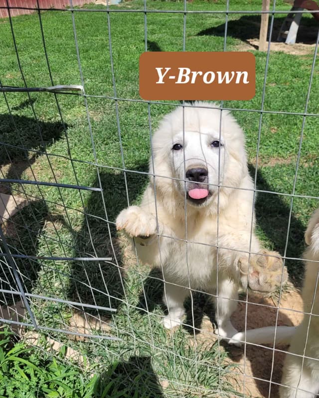 Great Pyrenees Puppies media 4
