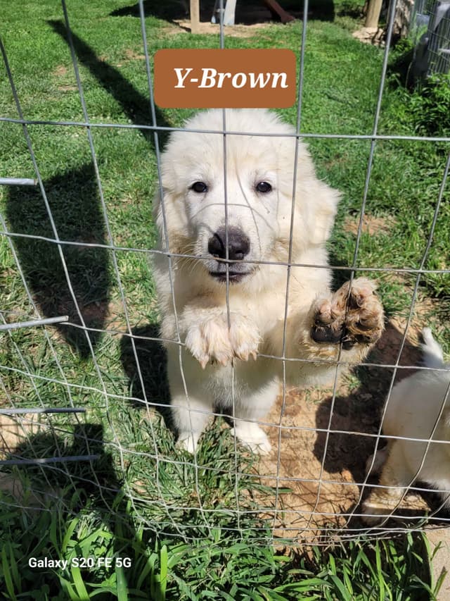 Great Pyrenees Puppies media 5