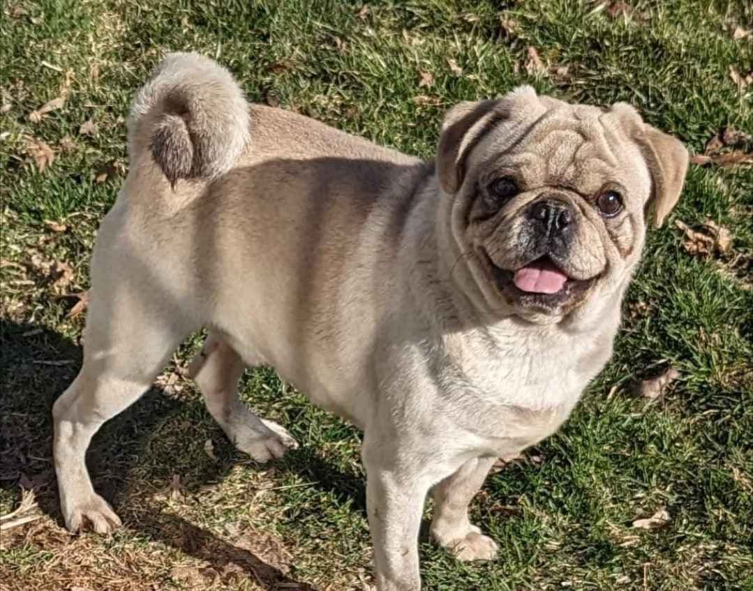 Pug Puppies breeder image 1