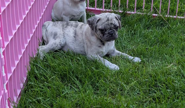 Pug Puppies media 2