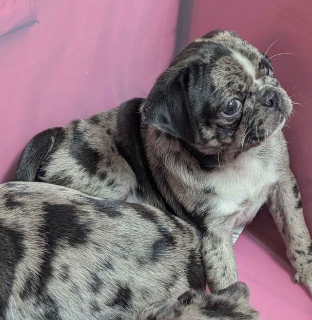 Pug Puppies media 3