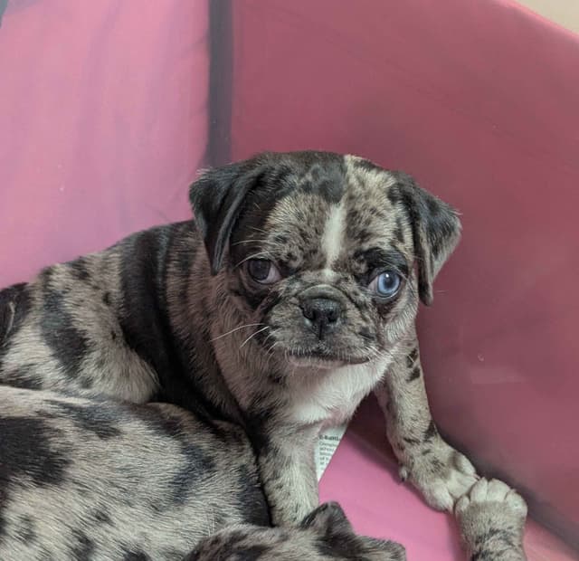 Pug Puppies media 4