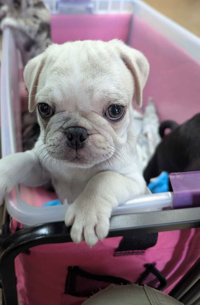 Pug Puppies media 5