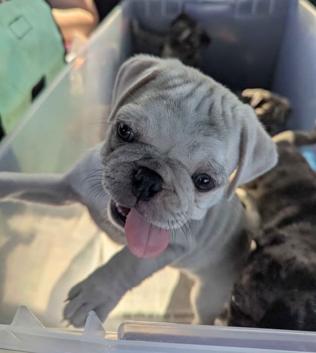 Pug Puppies media 6
