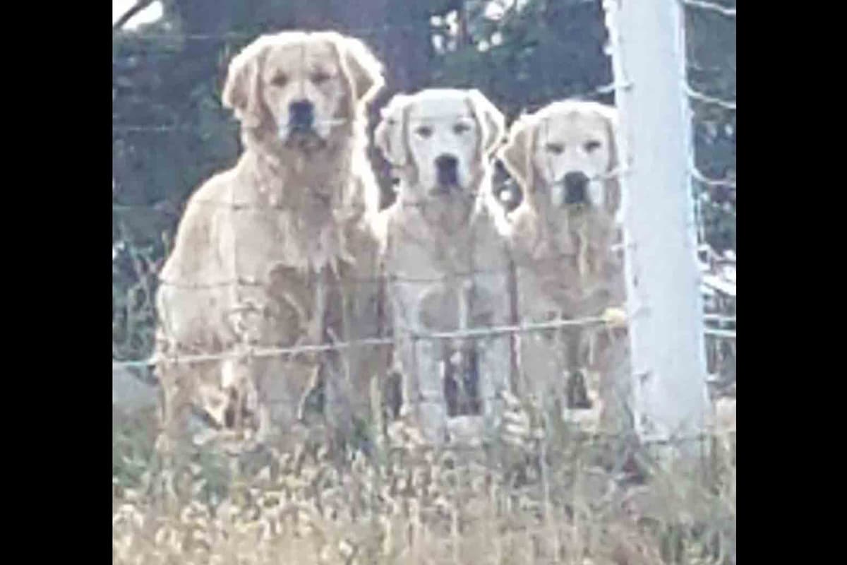 Golden Retriever Puppies breeder image 1