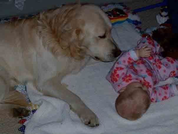 Golden Retriever Puppies breeder image 2