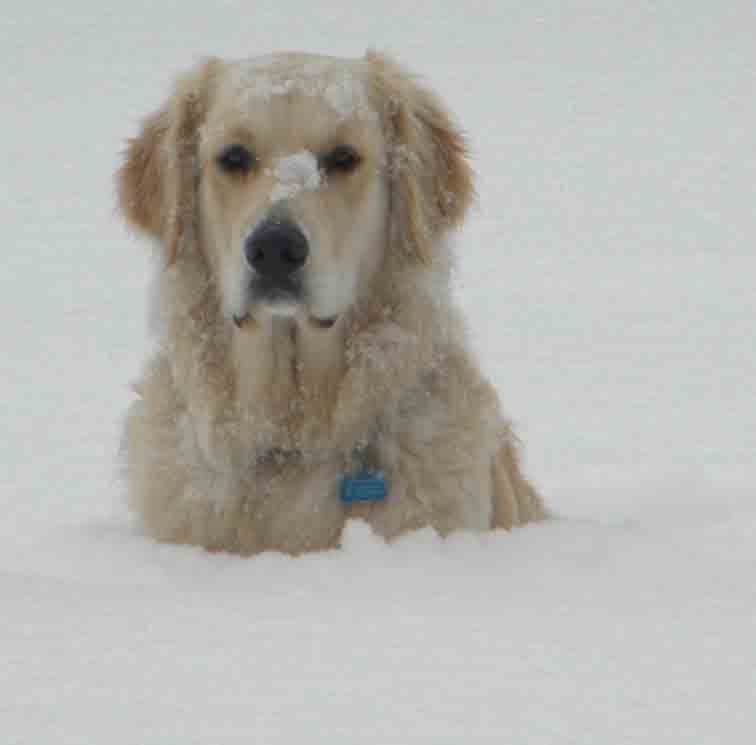 Golden Retriever Puppies breeder image 3
