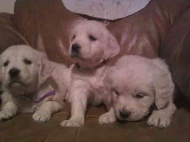 Golden Retriever Puppies breeder image 5