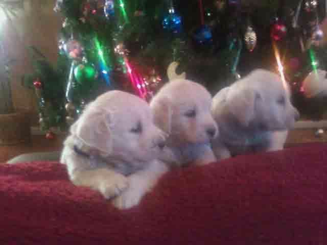 Golden Retriever Puppies breeder image 6