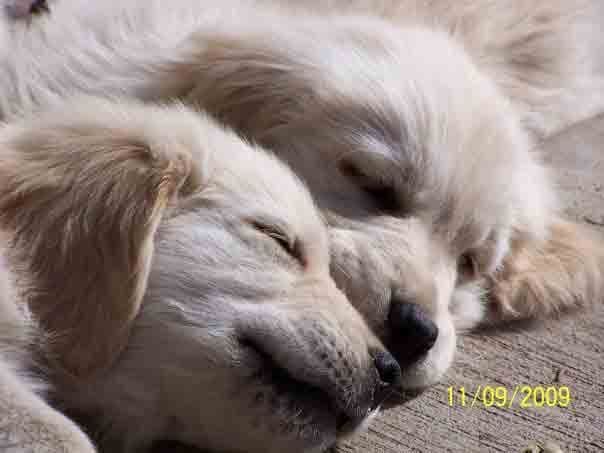 Golden Retriever Puppies breeder image 9