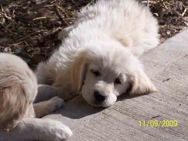 Golden Retriever Puppies breeder image 11