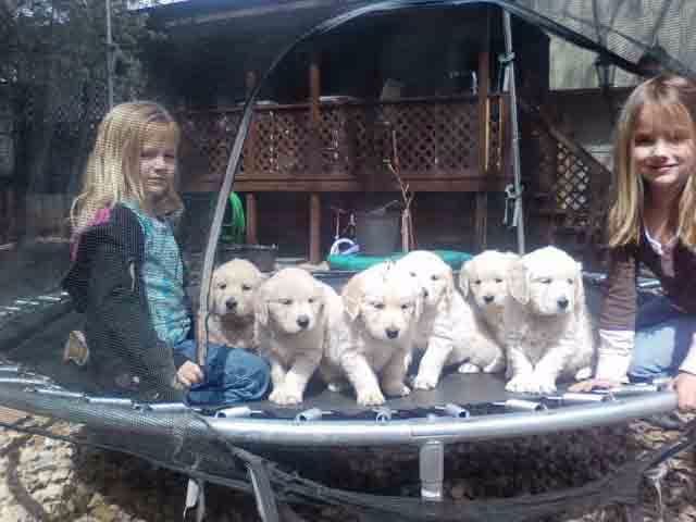 Golden Retriever Puppies breeder image 13