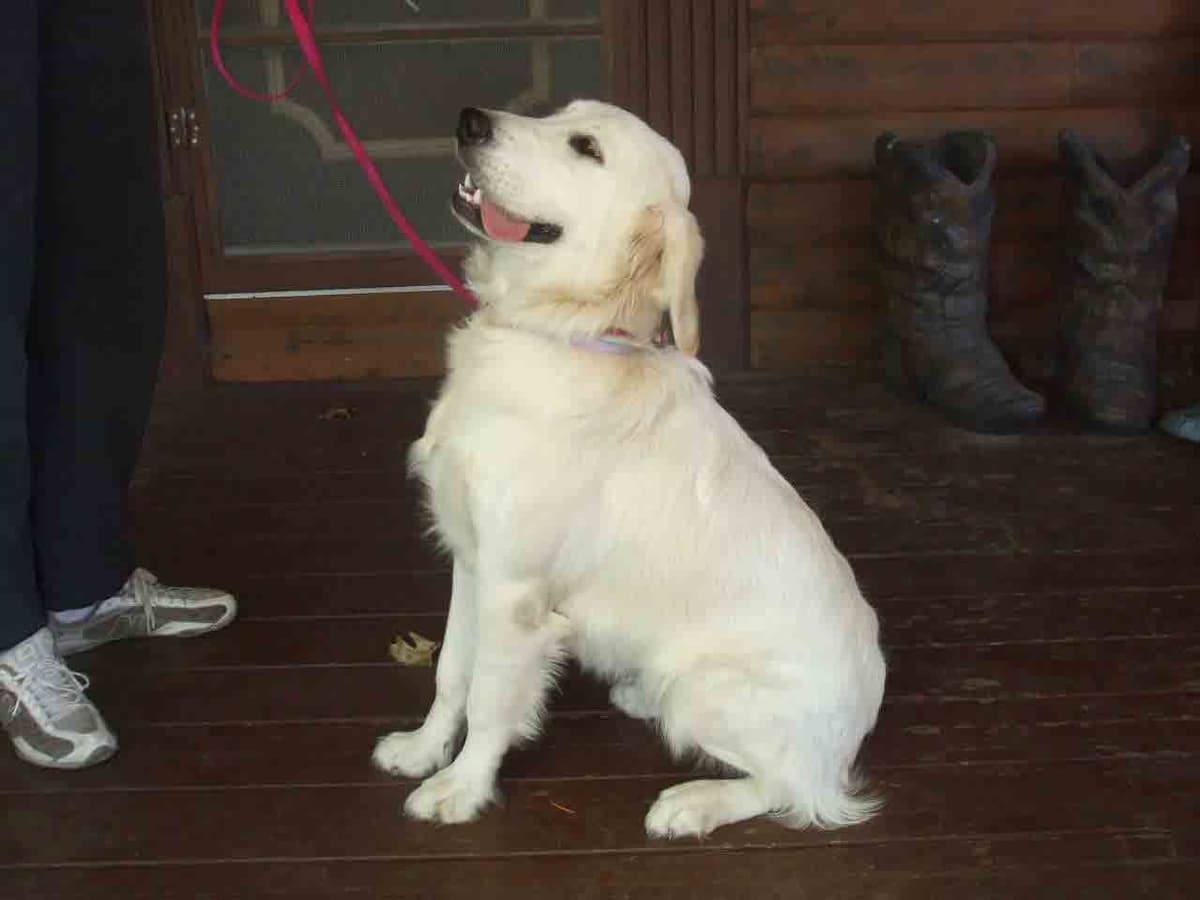 Golden Retriever Puppies breeder image 14