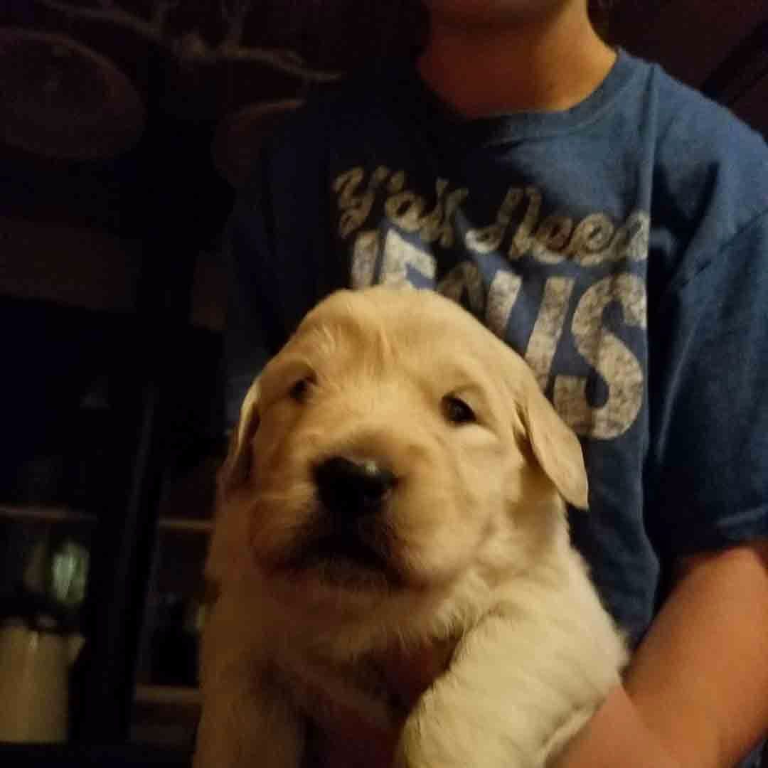 Golden Retriever Puppies breeder image 15