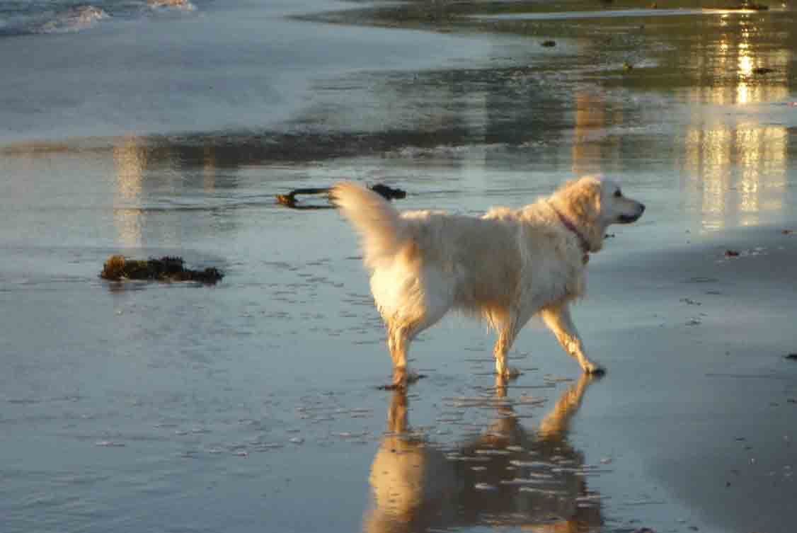 Golden Retriever Puppies breeder image 16