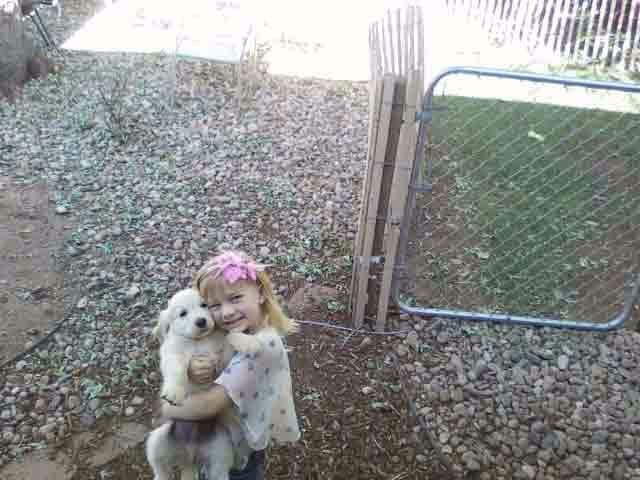 Golden Retriever Puppies breeder image 17