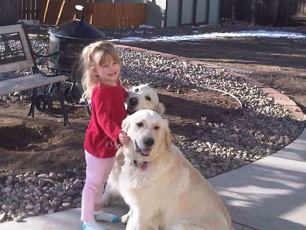 Golden Retriever Puppies breeder image 18