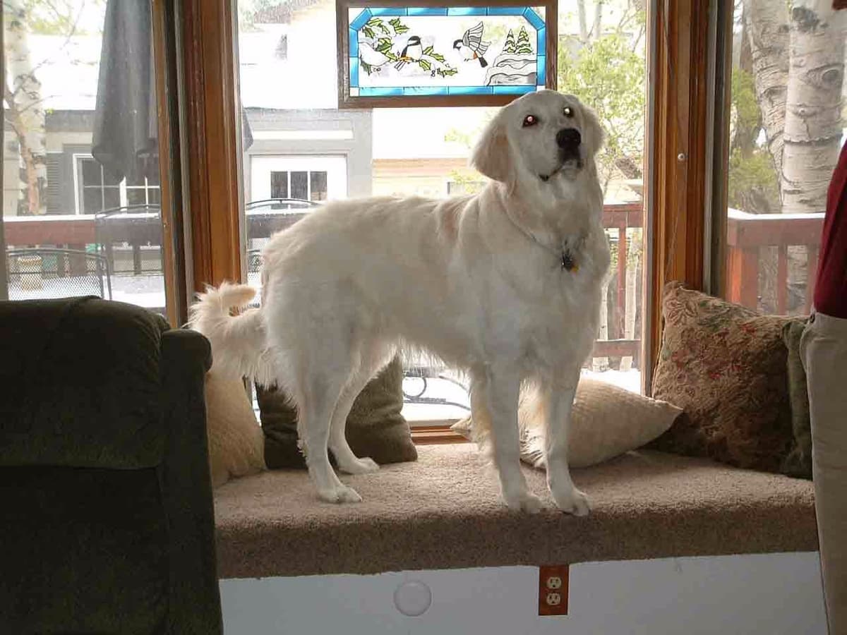 Golden Retriever Puppies breeder image 20