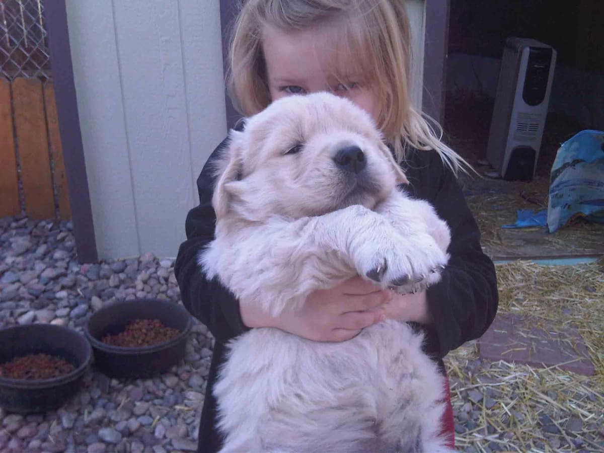 Golden Retriever Puppies breeder image 21