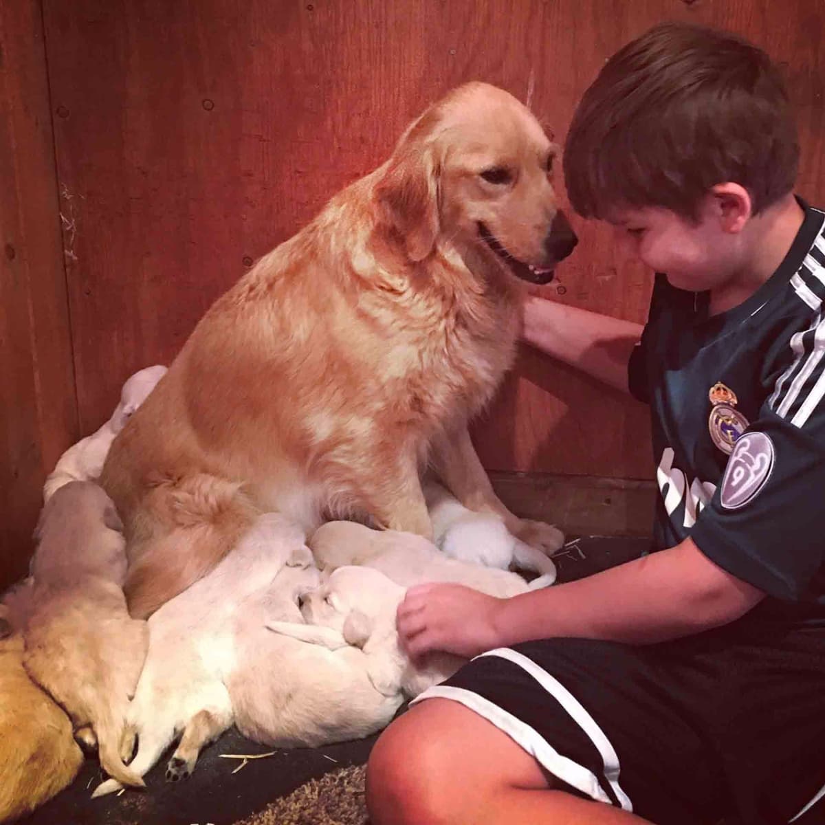 Golden Retriever Puppies breeder image 22